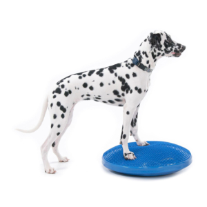 Balance Disc Fitpaws Chien