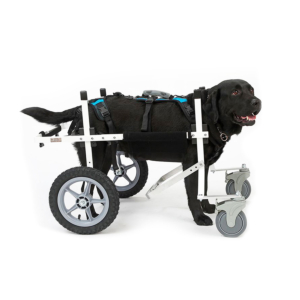 Chariot roulant Chien